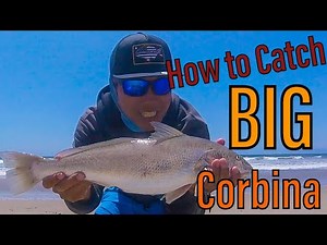 Socal Surf Fishing - How to Sightfish CORBINA