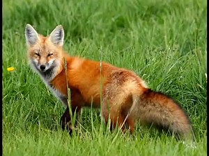 Sinding - Rustle of Spring /Tavaszi zsongás/