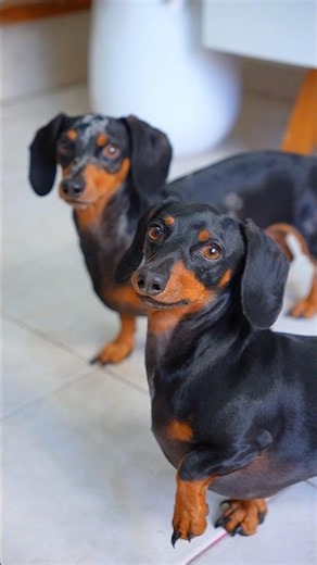 El secreto de los salchichas 🐶😱😱 #perrosalchicha