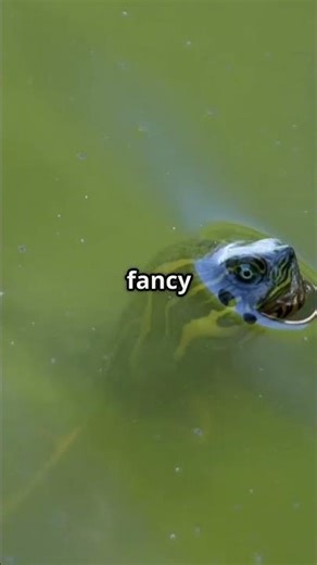 This Turtle Can Breathe Through Its Butt?! 🐢😱
