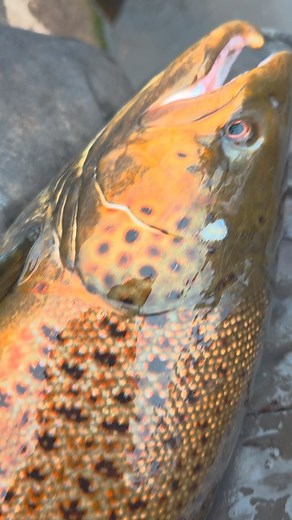 Finally brown trout season! #fall#troutfishing#wisconsin | Railin' 10's Guide Service