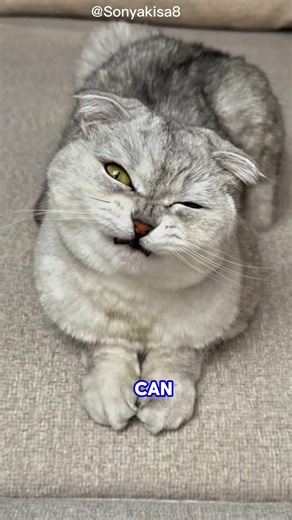 😂 She Threw It Away, Then Secretly Ate It! 🐱🤣