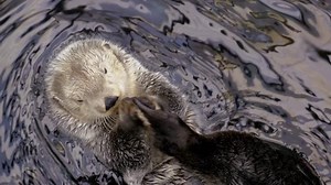Sea Otter Rubbing Foot While Floating Stock Footage Video (100% Royalty-free) 9978362 | Shutterstock