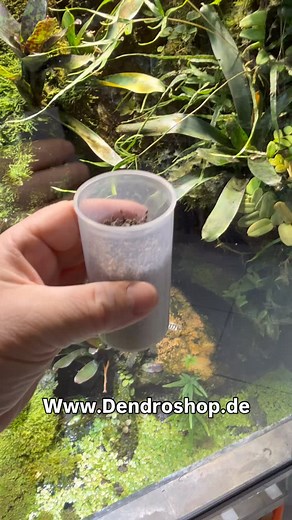 #terrarium #pfeilgiftfrösche #regenwaldterrarium #beregnungsanlage #dendroshop #rainforest #dartfrogs #futtertiere #futterinsekten #drosophila #drosophilamelanogaster | Dendroshop-Terraristik