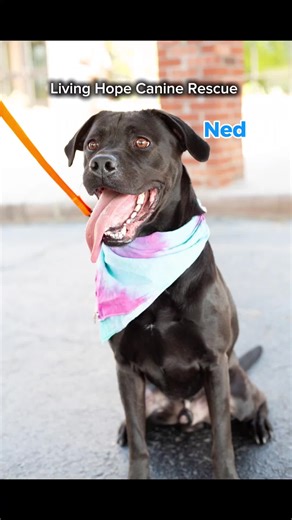 Adopt Ned: Your New Best Friend Awaits!