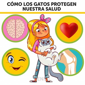 337K views · 3.8K reactions | Cómo Los Gatos Protegen Nuestra Salud: | Genial | Facebook