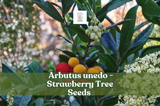 50  Strawberry Tree Seeds | Arbutus Unedo | Non-gmo | Evergreen Shrub | Edible Fruit | Easy to Grow - Etsy