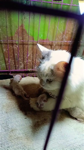 funny cats #304 #cats #cute #pets #meow #instacat #catlover #kittensofinstagram #animaloveras