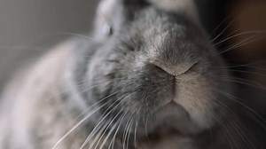 Lazy Rabbit Snout Whiskers Close Macro Stock Footage Video (100% Royalty-free) 3422428869 | Shutterstock