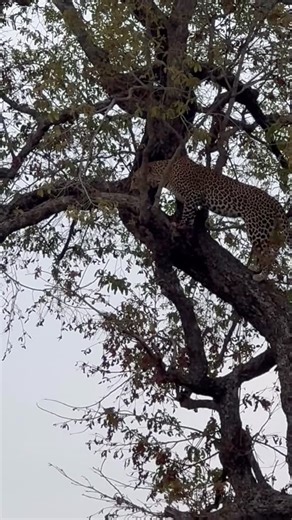 Epic, and here you can get a good look at her here cleaning herself. Whoa! An extremely rare sight! In the stillness of the Kruger, a female leopard reminds us of nature’s raw balance — beauty and brutality intertwined. Life feeding life. The power, precision, and grace of one of Earth’s most perfect predators. @krugernationalpark @krugerthroughmyeyes 📍Kruger National Park, South Africa 🎥 Leopard (Panthera pardus) with an impala kill high in the branches — pure wild instinct. #KrugerNationalPa