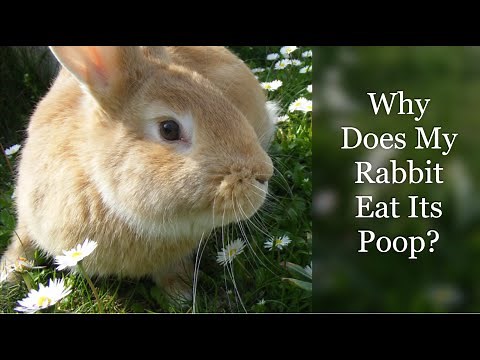 Why Does My Rabbit Eat Its Poop?