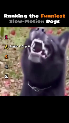Ranking the funniest slo motion dogs #funny #ranking #slomo