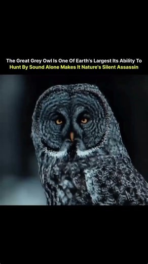 This Owl Hunts in TOTAL Silence… Even Under Snow..