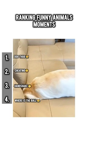Ranking funny animals moments. 😁 #funny #cutepets #dog #cat #funnymoments