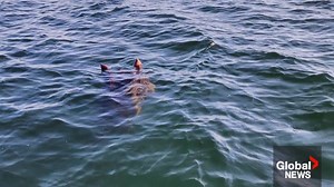 Possible Ogopogo sighting on Okanagan Lake