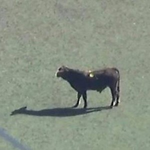 337K views · 2.2K reactions | Now for something you don't normally see in New York City...♉ | BBC News | Facebook