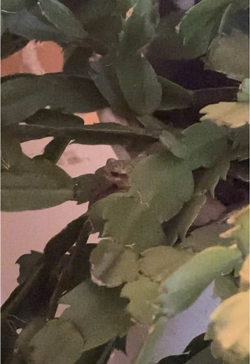 Finding My Pet Frog: Daily Adventures in My Plants