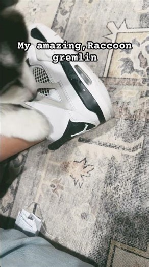My cute raccoon gremlin 😭