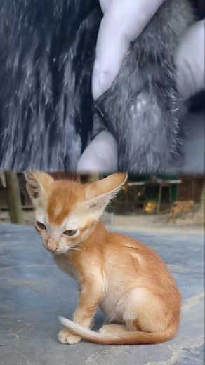 If your cat is suffering from a botfly (warble) infection, this video will help you understand the symptoms, safe removal steps, and aftercare tips. Botfly can be painful for your pet, so always handle it gently and seek a vet's help if possible. #cat #botfly #cat | MD Juwel Loft