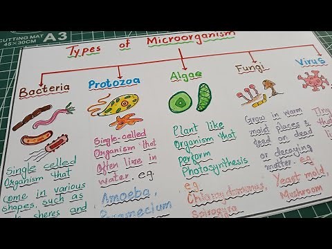 How to draw and learn types of Microorganisms/ Microorganisms and their Types drawing and learning