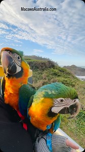 Tracey ~ MacawsAustralia.com To support long-term mental stability in macaws, it’s important to harness-train them and take them outside regularly—ideally at least three times a week. Exposure to a variety of environments provides vital mental stimulation, which helps reduce hormonal behavior and promotes a more balanced, content bird. #keeptheirworldbig #macaw #pet #parrot | Macaws Australia