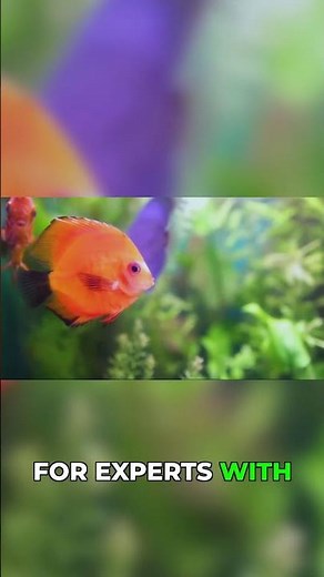 Discus Fish Care Doesn't Have to Be Hard #beginnerfriendly #aquarium #shorts