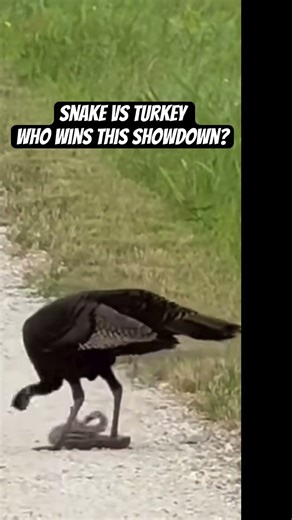 Snake vs Turkey – Who Wins? 🐍🦃 Wild Showdown! #shortvideo #wildlife #birds #nature #shorts