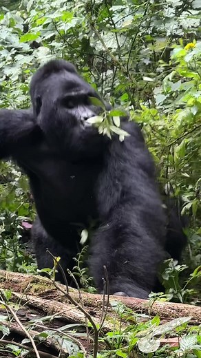Unforgettable Encounter: Hiking with Mountain Gorillas in the Rainforest
