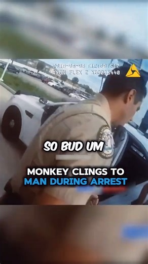 Heartbreaking Scene: Pet Monkey Refuses to Leave Owner’s Side During Police Arrest Watch full video here https://brightmomments.com/2025/10/06/heartbreaking-scene-pet-monkey-refuses-to-leave-owners-side-during-police-arrest/ | Field Commander