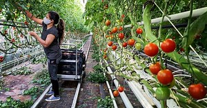 Lufa Farms expands with sprawling greenhouse