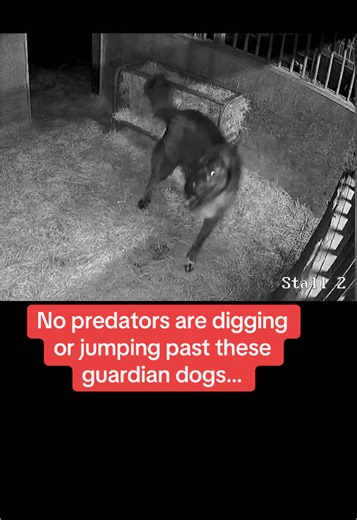 Understanding Anatolian Shepherds: Effective Livestock Guardians