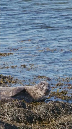 The Seals of Iceland #shorts #seal #sealife #iceland #wildlife #mamal