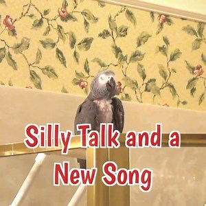 Einstein was talking silly and then inspiration washed over him and he performed a new original song! It's just beautiful and so soulful! Great job Einstein! | Einstein the Talking Texan Parrot