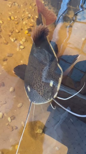 My Catfish won’t STOP GROWING!! Credit : @Gunnar Roe #aquarium #aquariumfish #seacreatures #fishes | Fish Guy Aryan