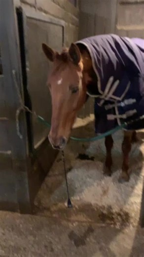 No shame to him I love his playful side to bits and pieces!!#horse #hunterjumper #weirdhorse #playfulhorse