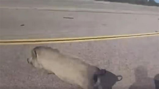 1.6K views | Officer Cody Whitworth tried to rescue a potbellied pig from traffic on US Highway 69. | KYTX CBS19 | Facebook