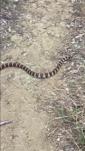 California King Snake on the Trail