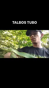 red tailed green rat snake (Gonyosoma oxycephalum) | Cobra France