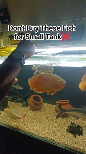 ❤️‍🔥#oscar#shorts #fyp#arowana #aquarium#fishkeeping#aquascape #fishshorts#catfish#viral#trending#og