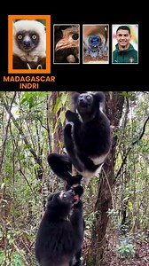 18K views · 238 reactions | 4 Weird Animal Sounds You Won’t Believe 黎 Listen to the strangest animal sounds from lemur, oilbird and frogfish. Which one surprised you most?  #AnimalSounds #WeirdAnimals #ViralShorts #NatureSounds | Mor Bilgin | Facebook
