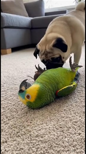 Parrot Scares Pug After Playing with a Mouse! 😂🦜