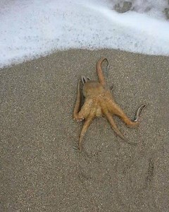 193K views · 211 reactions | Incoming! Besides sea turtles our...