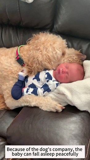 Because of the dog’s company,the baby can fall asleep peacefully#love #happy #dog #baby