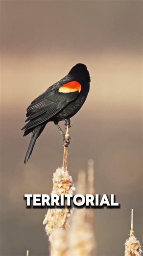 Red-Winged Blackbird - the voice of the reeds