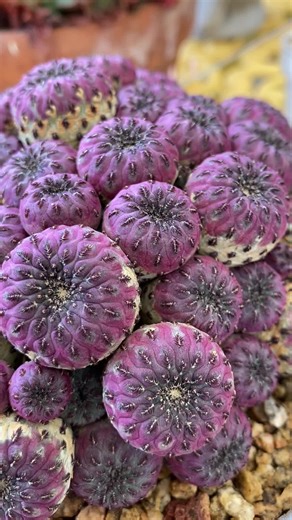 This is an all time of our #favorite #cactus #sulcorebutia #succulents