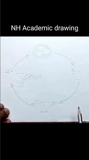 Bird life cycle drawing easily