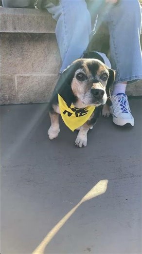 BENJI - Available for Adoption - Triangle Beagle Rescue of NC