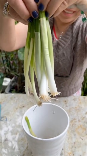 How to grow your most common green onions! Works great if you live in an apartment too! #gardening #onions #planting #growing #diy | Judy Bao Garden