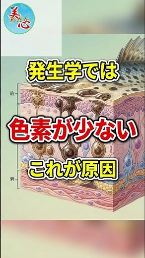 Why are transparent scales translucent?