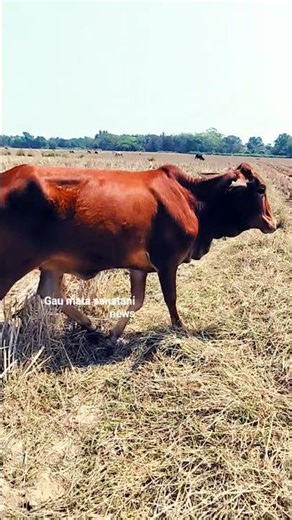 cow ki shorts#shortscow #cowkivideo